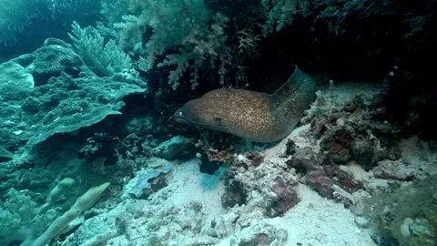White Eyed Moray Eel Stock Footage 314021178
