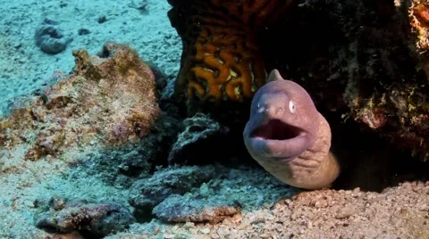 White-eyed moray eel front close up Stock Footage 58309082