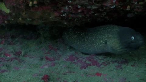 White eyed moray eel (Grey Face Moray eel) at dark Stock Footage 257667669