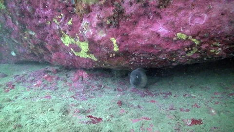 White eyed moray eel (Grey Face Moray eel) hiding under pink rock Stock Footage 257667720