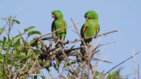 White-eyed Parakeet Pair Perched on Tree Branch in Bright Daylight Видео 337730256