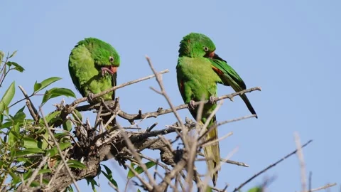 White Eyed Parakeets Perched on Branch Grooming in Sunlight Stock Footage 339797071