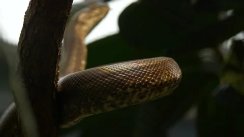 White-eyed python (Liasis mackloti savuensis) climbing a tree. Stock Footage 166252102