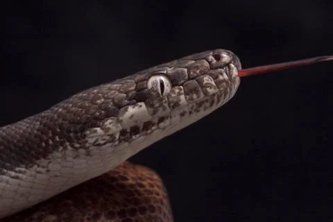 White-eyed python (Liasis mackloti savuensis) is a python species found in Indon 写真素材