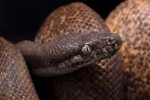 White-eyed python (Liasis mackloti savuensis) is a python species found in Indon 스톡 사진