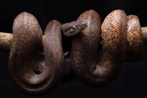 White-eyed python (Liasis mackloti savuensis) is a python species found in Indon Stock Photos