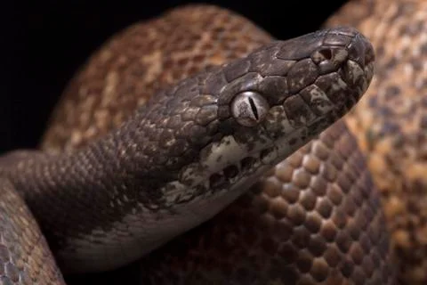 White-eyed python (Liasis mackloti savuensis) is a python species found in Indon 写真素材