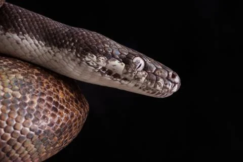 White-eyed python (Liasis mackloti savuensis) is a python species found in Indon Stock Photos