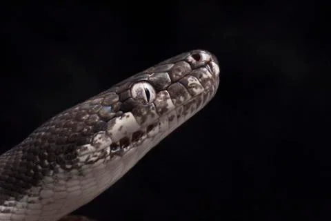 White-eyed python (Liasis mackloti savuensis) is a python species found in Indon Stock Photos