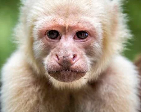 White face capuchin monkey Stock Photos