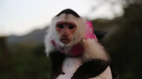 White face capuchin monkey in pink vest looks around, perched on head (HD) Stock Footage 58103148