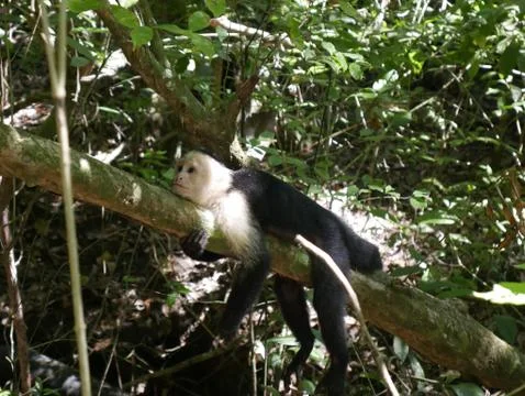 White face monkey chilling Stock Photos