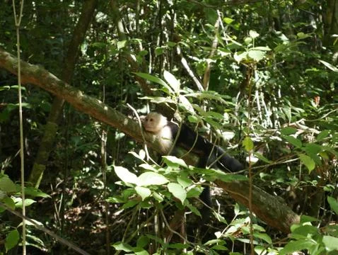 White face monkey hugging tree Stock Photos
