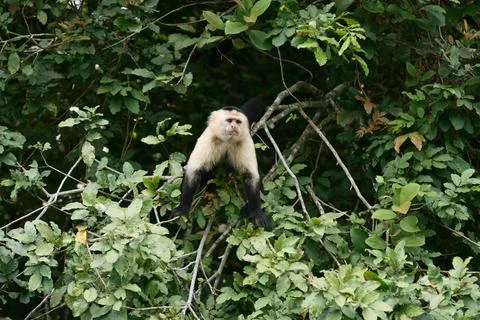 White-face monkey on Monkey Island, Gatun Lake, the Panama Canal Fotos de archivo