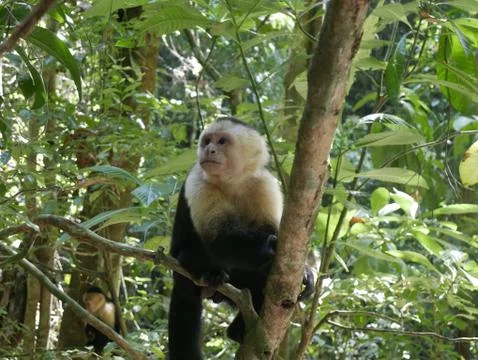 White face monkey Stock Photos