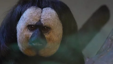 A white face saki monkey Stock Footage 263896238