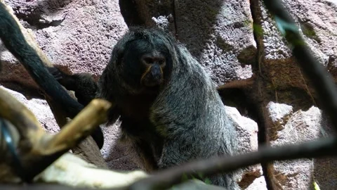 A white face saki monkey Stock Footage 272303867