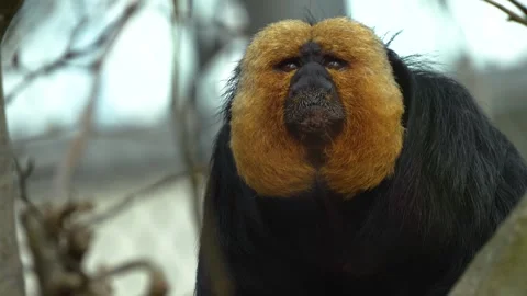 A white face saki monkey  head Stock Footage 270475273