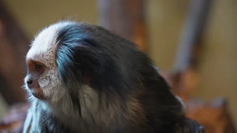 White face tamarin Stock Footage 271203960