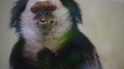 White face tamarin Stock-Footage 271203998