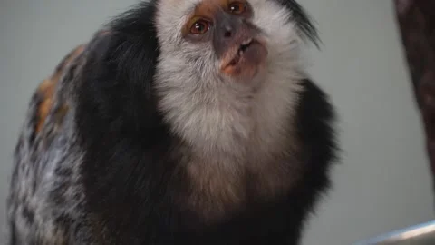  a white face Tamarin  Stock Footage 271209778