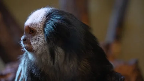 A white face Tamarin Monkey  Stock Footage 271509654