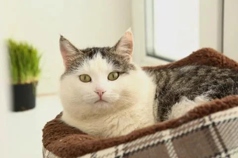 White face tom mail cat lay in bed on windowsill Stock Photos