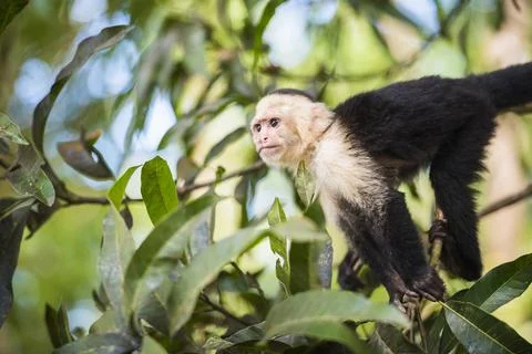 White-faced Capuchin (Cebus capucinus) by Manuel Antonio Beach, Manuel Antonio Stock Photos