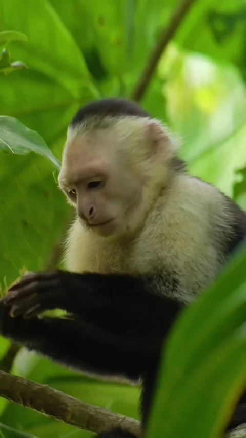 White-Faced Capuchin Eating Palm Fruit in Rainforest Canopy Stock Footage 346549295