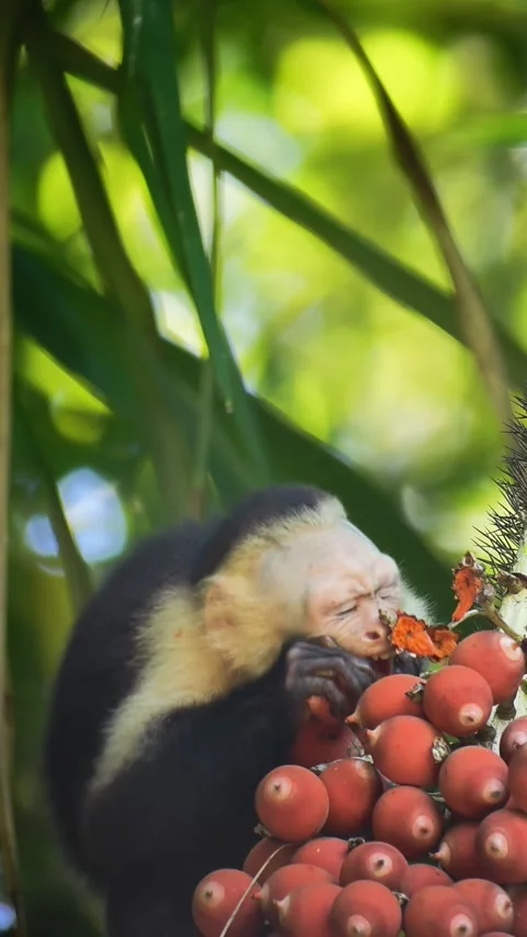 White-Faced Capuchin Feeding on Palm Fruit Vertical 4K Stock Footage 346188777