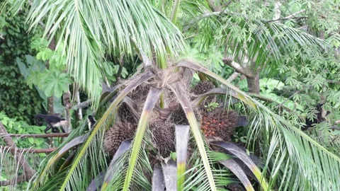 White-faced Capuchin group going to a palm tree full of ripe fruit Stock Footage 158937807