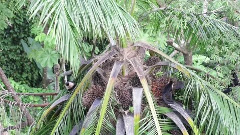 White-faced Capuchin group sit in palm tree full of ripe fruit Stock Footage 158937812