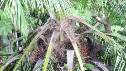 White-faced Capuchin group sitting in palm tree full of ripe fruit Stock Footage 158937841