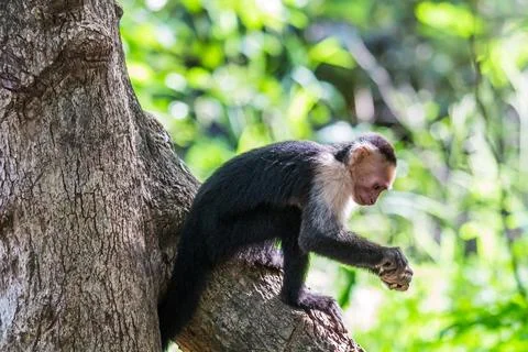 White faced capuchin hitting a nut on a tree Stock Photos