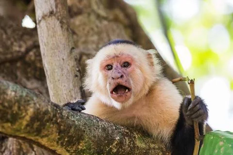 White faced capuchin holding a stick Stock Photos