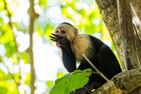 A white faced capuchin licking its hand clean Stock Photos