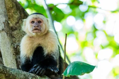 White faced capuchin looking into the distance Stock Photos