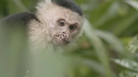 White faced Capuchin monkey, arboreal fruit eater in Costa Rican rainforest Video stock 266372494