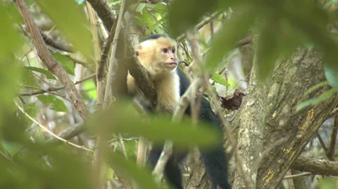White-faced Capuchin Monkey Being Lazy in Tree Stock Footage 34301411