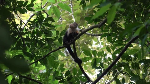 White-faced Capuchin Monkey on branch in lowland rainforest undergrowth Stock Footage 115097007