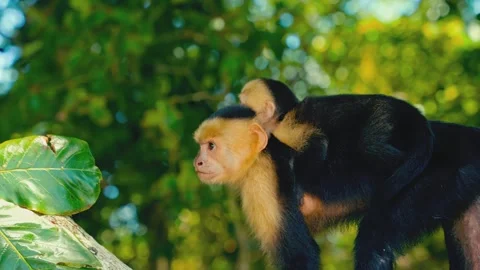 White faced capuchin monkey carrying baby on back while walking on branch Stock Footage 345483519