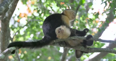 White faced capuchin monkey, Cebus capucinus, smiling in a groomed session Stock Footage 162813269