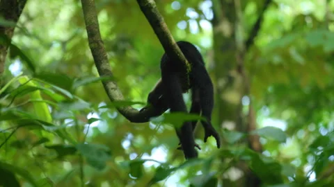 White-faced capuchin monkey climbing branch in Costa Rica jungle rainforest. Stock Footage 338383865