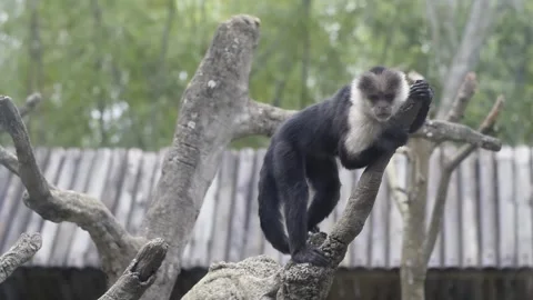 White Faced Capuchin Monkey Climbing Tree Branches in Zoo Enclosure Видео 341042510