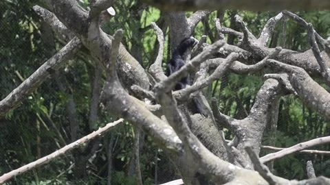 White Faced Capuchin Monkey Climbing Tree in Zoo Enclosure and drawing wate.. Stock Footage 345757054