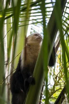 White-faced capuchin monkey climbing through tropical palm forest in Bastimentos Stock Photos