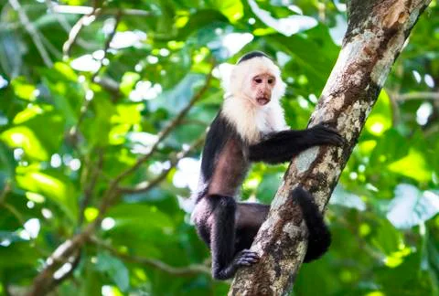 White-faced capuchin monkey in Costa Rica Stock Photos