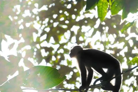 White Faced Capuchin Monkey, Costa Rica Stock Photos