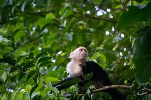 White Faced Capuchin Monkey, Costa Rica Stock Photos