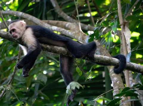 White Faced Capuchin Monkey, Costa Rica Stock Photos